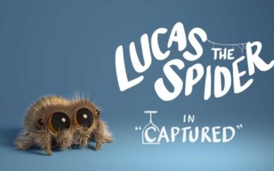 Lucas die Spinne wurde gefangen!